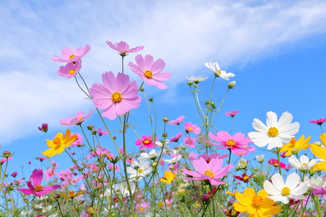 コスモスの花