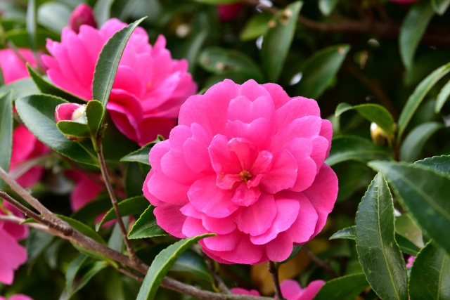 サザンカの花