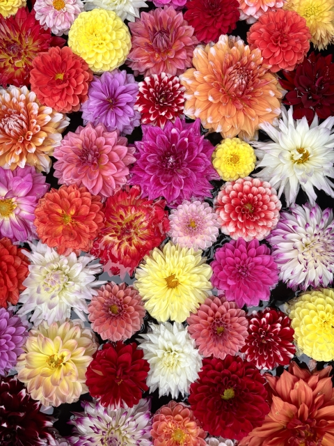 新潟の秋に咲く菊の花